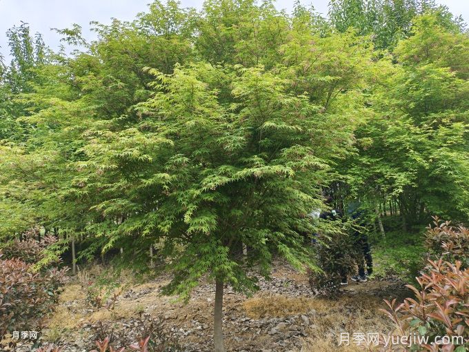 推薦20種彩葉樹(shù)種，用于園林綠化造景(圖3)