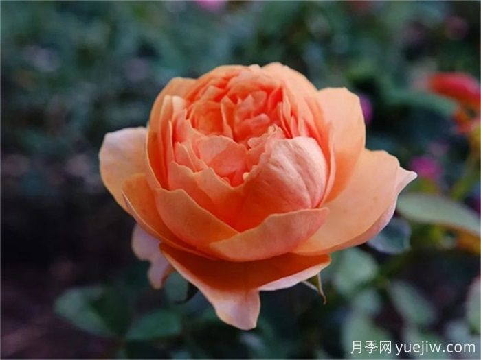 一見(jiàn)傾心的10種橙色系月季品種推薦，你養過(guò)幾個(gè)？(圖2)