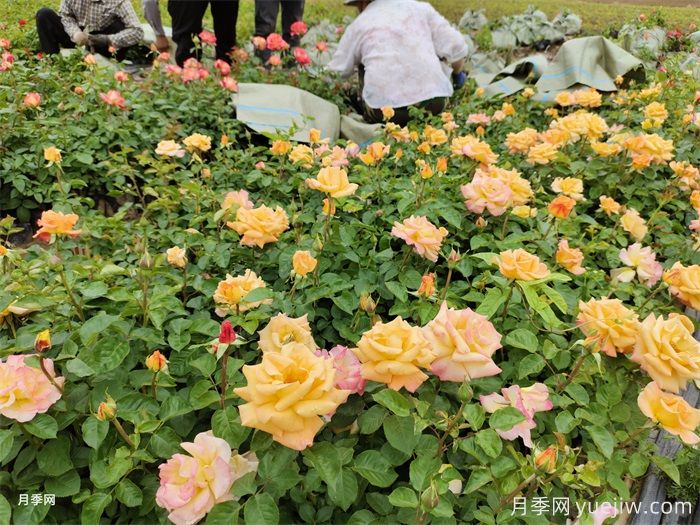 如何搭配花卉和地被植物來(lái)營(yíng)造豐富的景觀(guān)效果？(圖1)