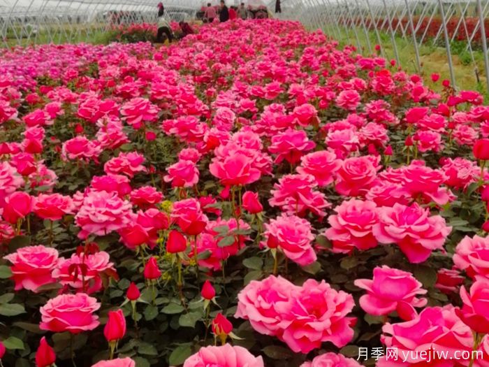 讓月季花開(kāi)滿(mǎn)園？通過(guò)四大關(guān)鍵步驟(圖1)