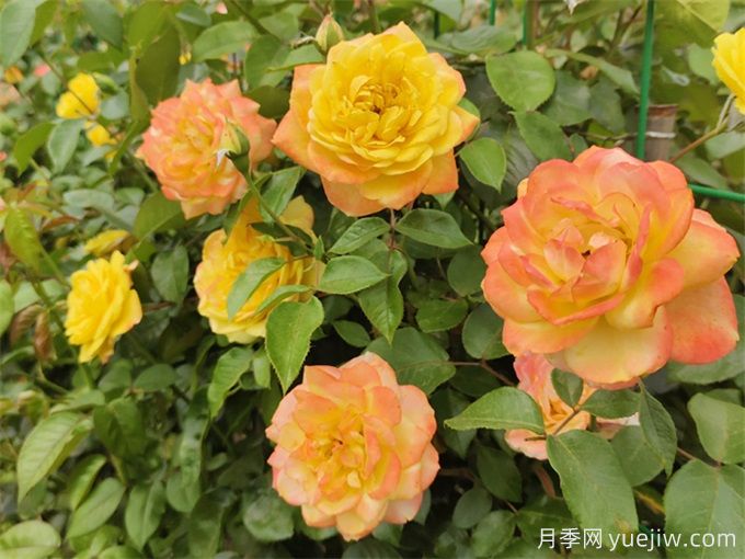月季花的主要種類(lèi)和品種有哪些？(圖1)