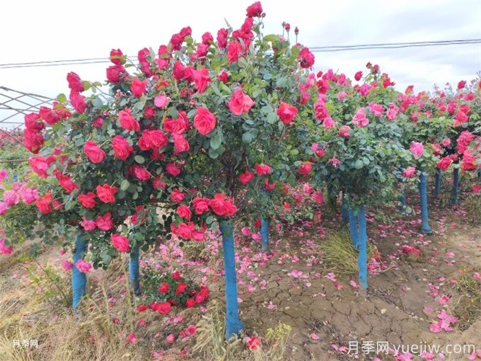 月季花的主要種類(lèi)和品種有哪些？(圖3)