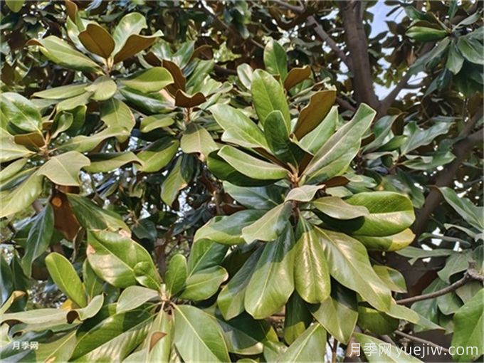 南陽(yáng)地區非常適宜各種花卉苗木的種植(圖2)