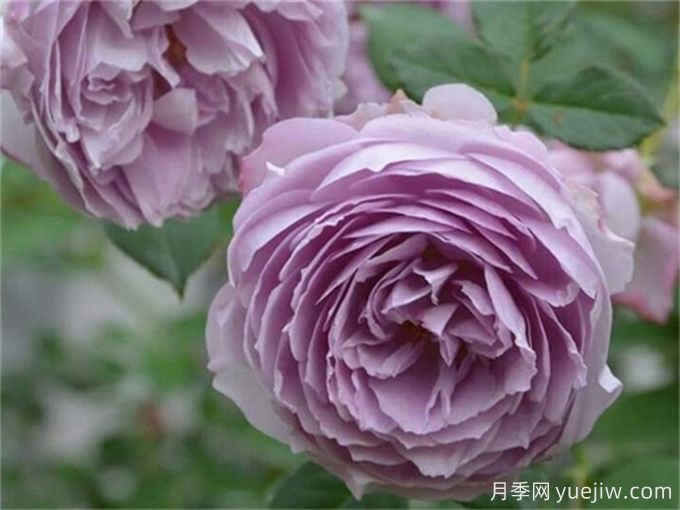 推薦10款高顏值紫色系月季，美艷不可方物(圖7)