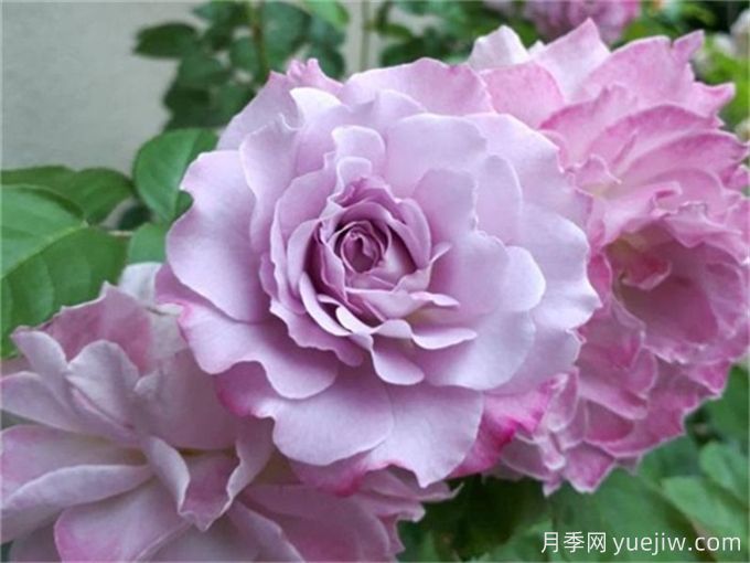 推薦10款高顏值紫色系月季，美艷不可方物(圖2)