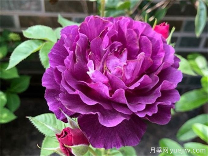 推薦10款高顏值紫色系月季，美艷不可方物(圖6)
