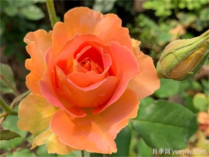 推薦10款變色月季品種，顏色多變，好看又好養(圖1)