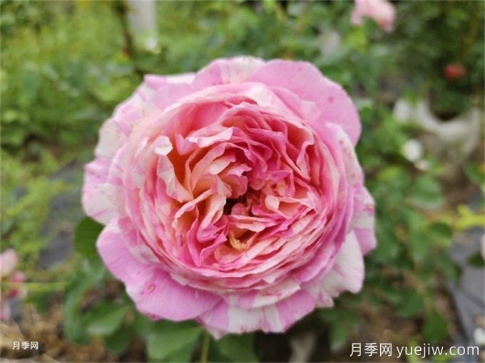 推薦10款變色月季品種，顏色多變，好看又好養(圖8)