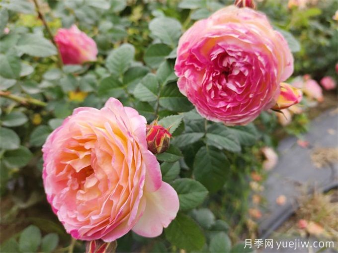 推薦10款變色月季品種，顏色多變，好看又好養(圖9)