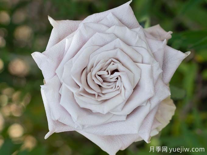 曼塔月季，神秘與優(yōu)雅并存玫瑰(圖1)