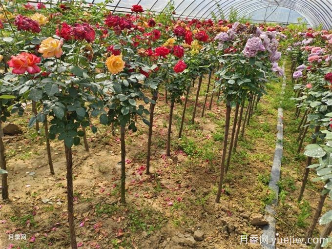月季想要秋花開(kāi)得爆？施肥攻略要做好(圖3)