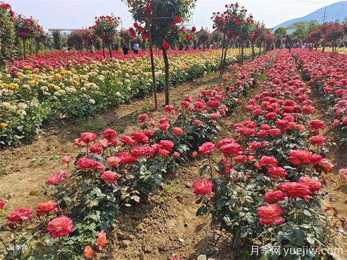 月季入秋花事全掌握，修剪施肥，秋花想不美都難(圖1)
