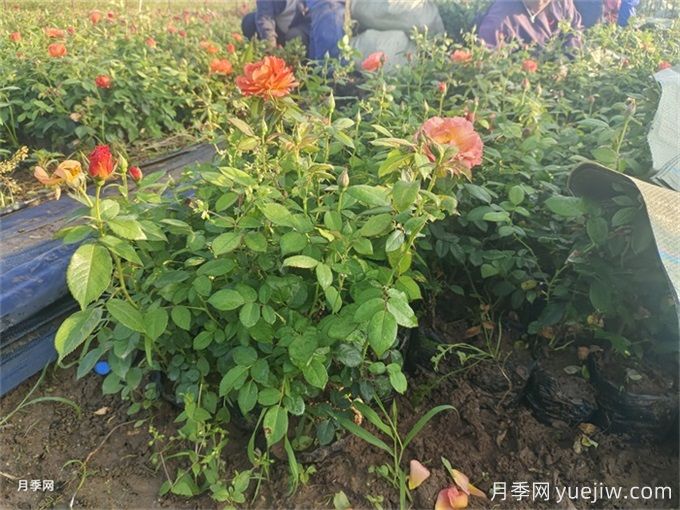 月季入秋花事全掌握，修剪施肥，秋花想不美都難(圖2)