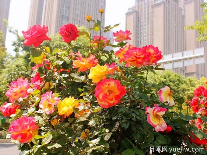 昆明月季應用和景觀(guān)圖集(圖4)