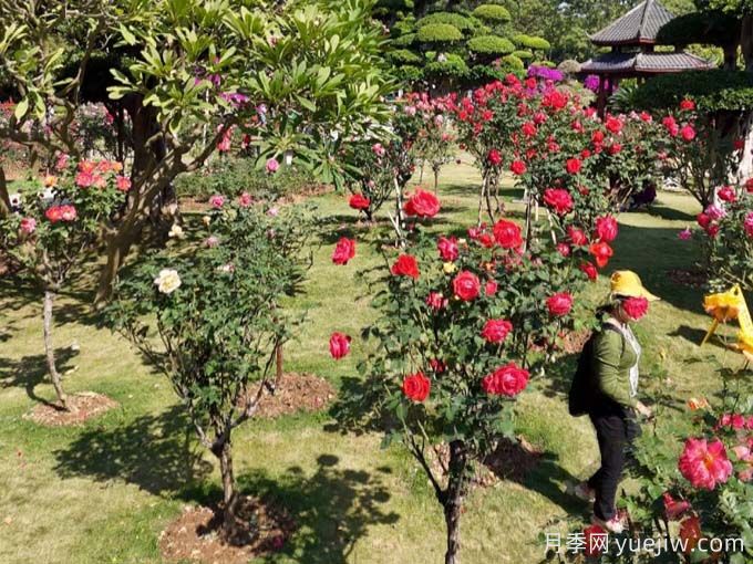 南寧月季應用和景觀(guān)圖集(圖3)