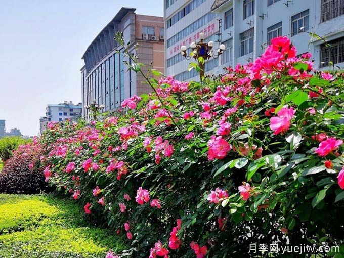 桂林月季應用和景觀(guān)圖集(圖2)