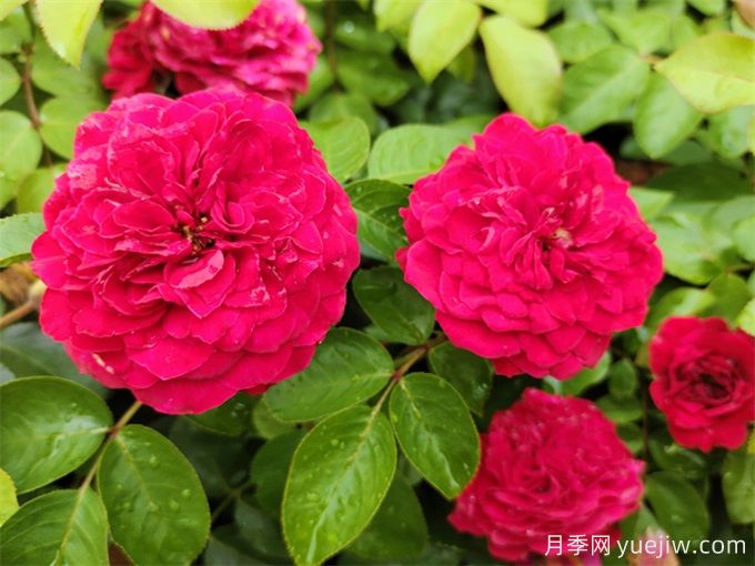 梧州適合養月季花嗎？市花和市樹(shù)是什么？(圖1)