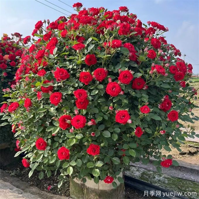 月季(玫瑰)的花季分類(lèi)，造型月季花球花柱拱門(mén)展示(圖3)