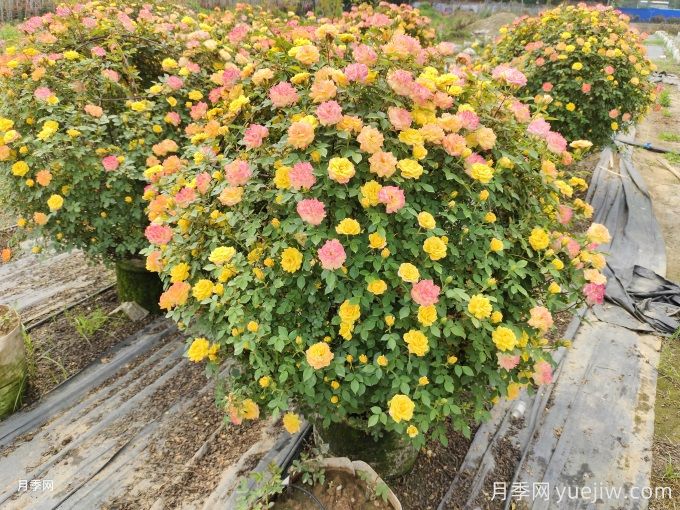 月季(玫瑰)的花季分類(lèi)，造型月季花球花柱拱門(mén)展示(圖4)