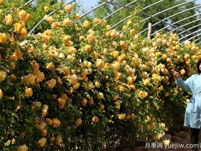 慶陽(yáng)月季應用和景觀(guān)圖集(圖2)
