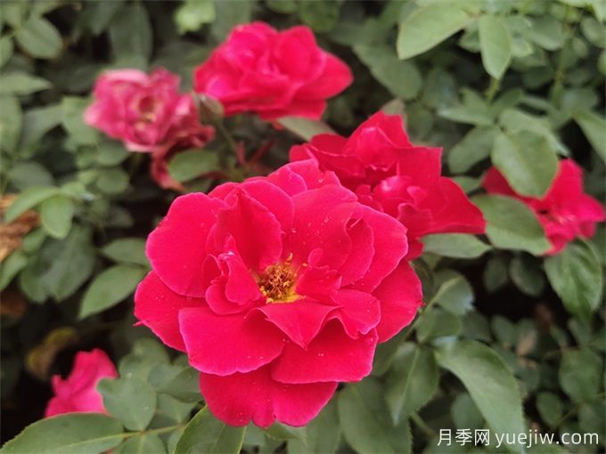 花友分享4個(gè)比較好養的月季(圖3)