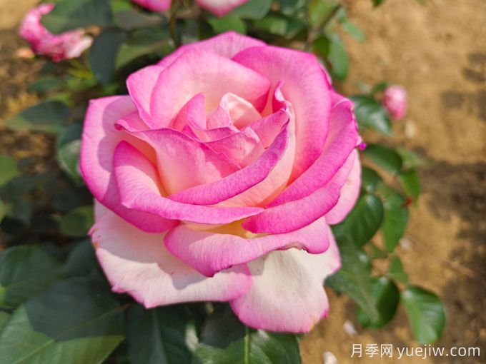 月季花語(yǔ)，朋友圈里的浪漫祈愿(圖1)