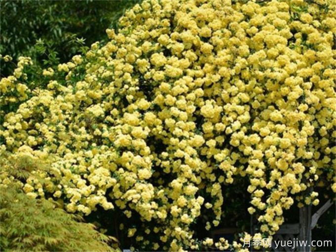 黃刺玫，陽(yáng)光下爆開(kāi)的黃色花瀑(圖1)