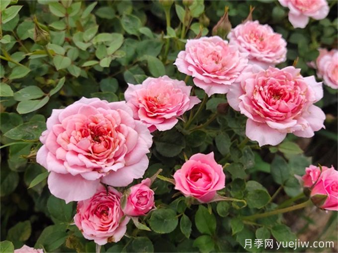 這6種月季開(kāi)花不斷，抗病性也很不錯(圖2)