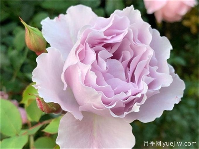 推薦20款日本藍紫色月季品種，稀缺藍(圖1)