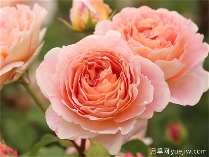 推薦15個(gè)很受歡迎的月季品種，總結有優(yōu)缺點(diǎn)(圖4)