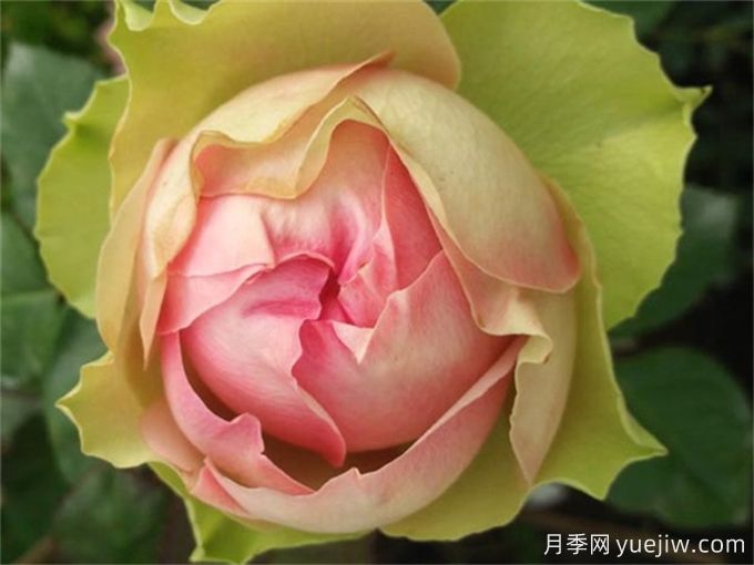 推薦15個(gè)很受歡迎的月季品種，總結有優(yōu)缺點(diǎn)(圖5)