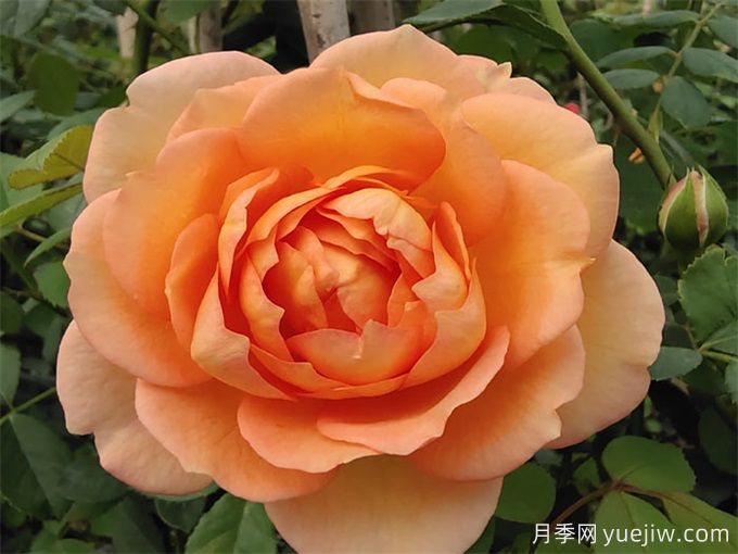 推薦15個(gè)很受歡迎的月季品種，總結有優(yōu)缺點(diǎn)(圖6)