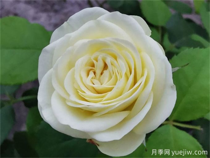 推薦15個(gè)很受歡迎的月季品種，總結有優(yōu)缺點(diǎn)(圖9)