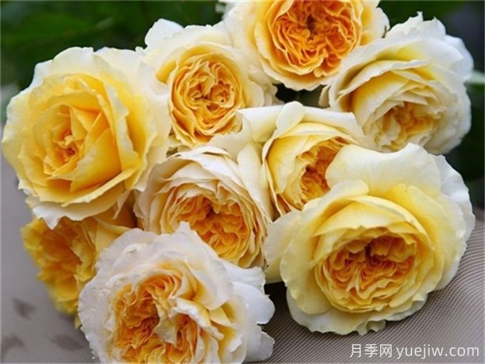推薦15個(gè)很受歡迎的月季品種，總結有優(yōu)缺點(diǎn)(圖10)