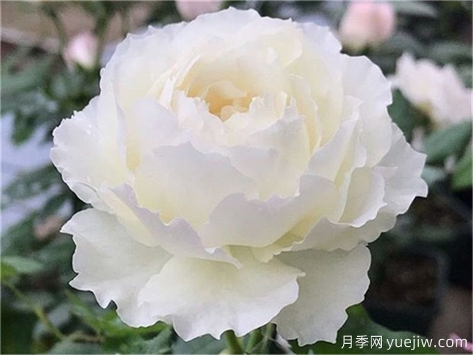 心之水滴月季，濃香大花月季的養護指南(圖1)