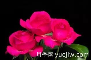 中國自育月季品種：雜種香水月季(圖50)