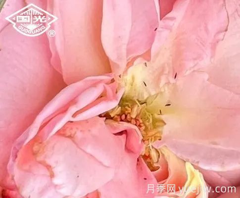 常見(jiàn)月季蟲(chóng)害防治技術(shù)大全，趕快收藏(圖2)