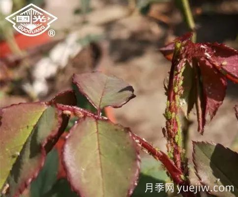 常見(jiàn)月季蟲(chóng)害防治技術(shù)大全，趕快收藏(圖3)