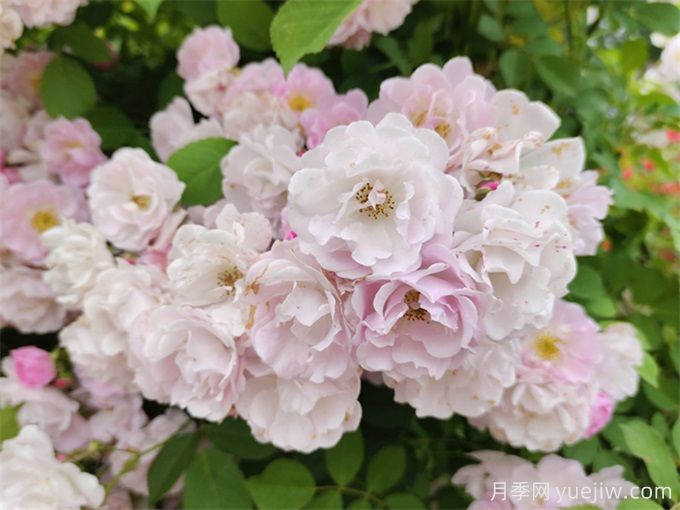 花界三絕：月季、玫瑰與薔薇的綺麗綻放(圖3)