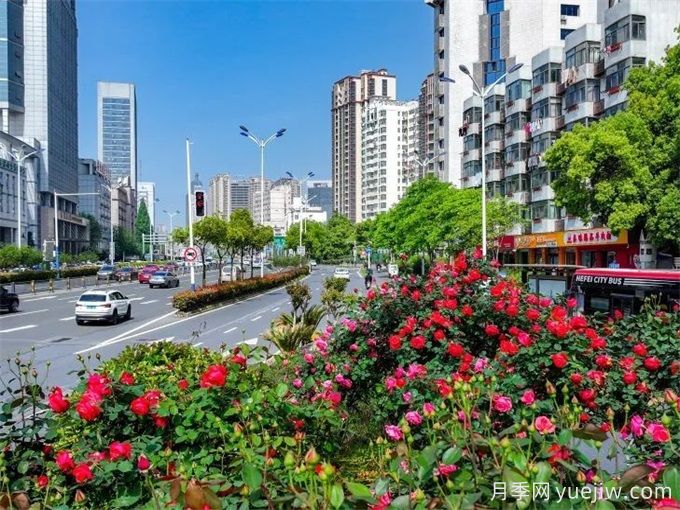 合肥樹(shù)狀月季大道，大朵月季扮靚城市風(fēng)景(圖1)