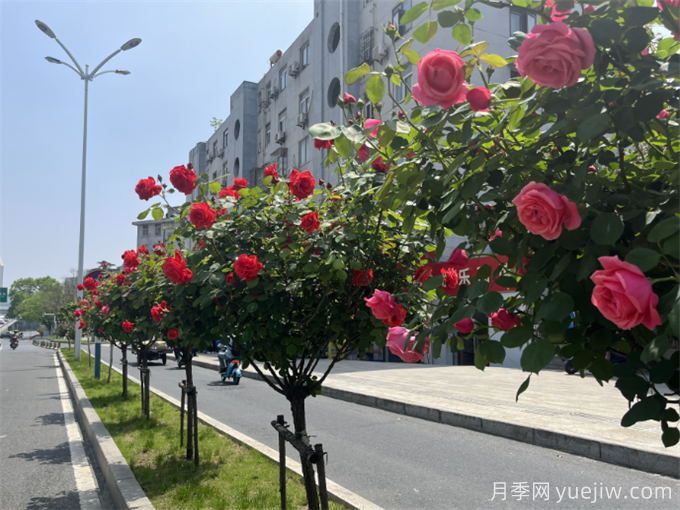 合肥樹(shù)狀月季大道，大朵月季扮靚城市風(fēng)景(圖2)