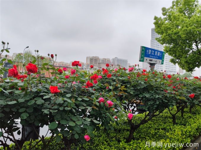 合肥樹(shù)狀月季大道，大朵月季扮靚城市風(fēng)景(圖3)
