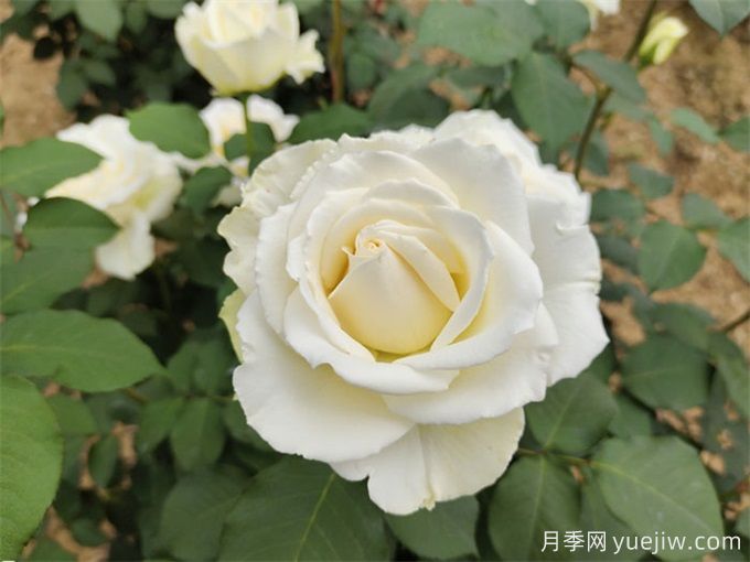100個(gè)月季品種匯總，朋友你了解幾個(gè)？(圖3)