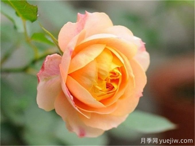 100個(gè)月季品種匯總，朋友你了解幾個(gè)？(圖5)