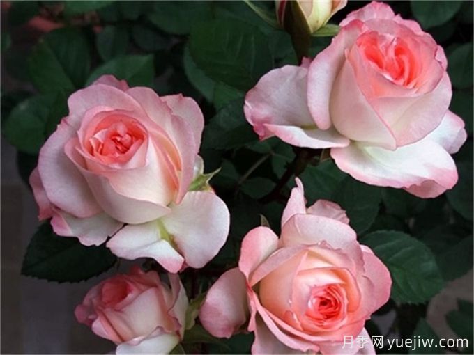 100個(gè)月季品種匯總，朋友你了解幾個(gè)？(圖6)