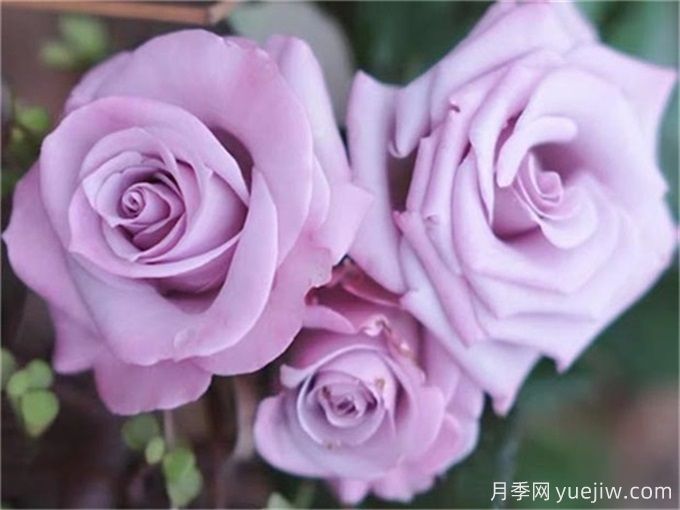 100個(gè)月季品種匯總，朋友你了解幾個(gè)？(圖7)