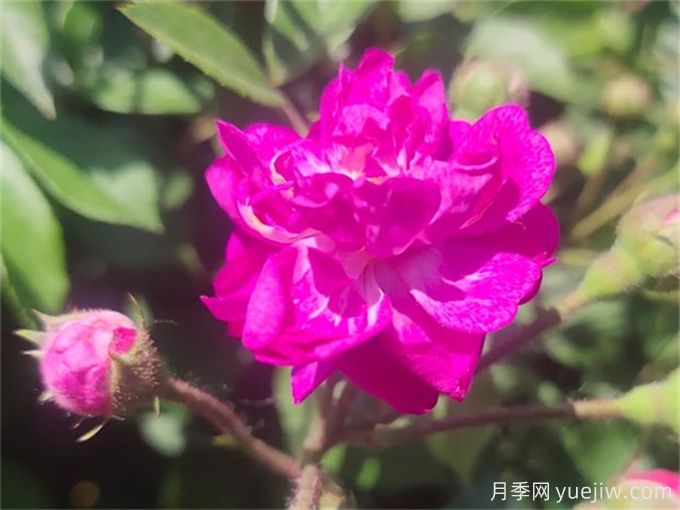 100個(gè)月季品種匯總，朋友你了解幾個(gè)？(圖10)