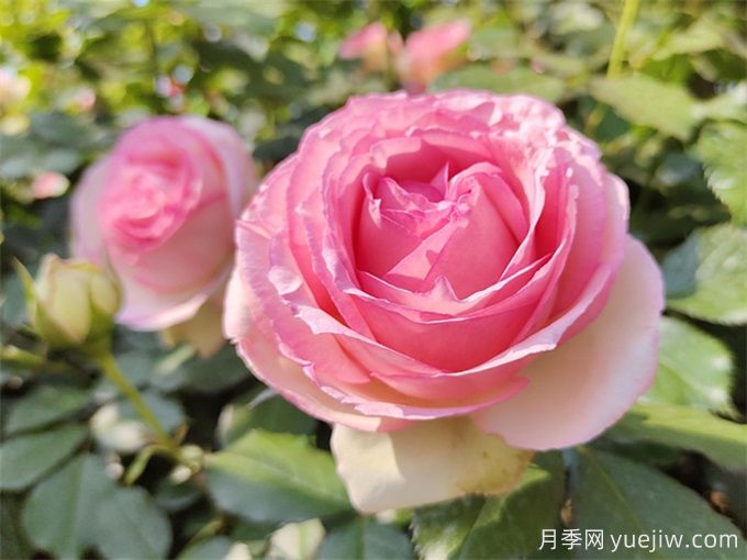 100個(gè)月季品種匯總，朋友你了解幾個(gè)？(圖12)