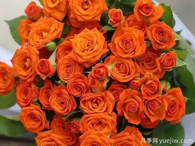 橙色芭比月季，溫暖活潑的多頭玫瑰(圖1)