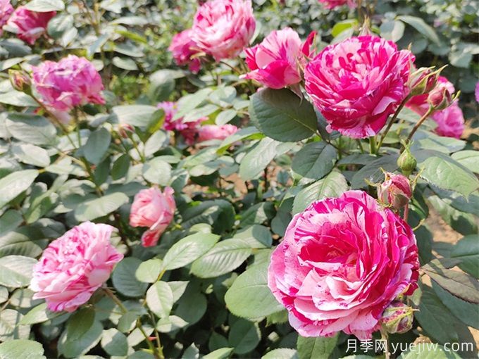 實(shí)用的養花技巧，適合養殖月季花(圖2)